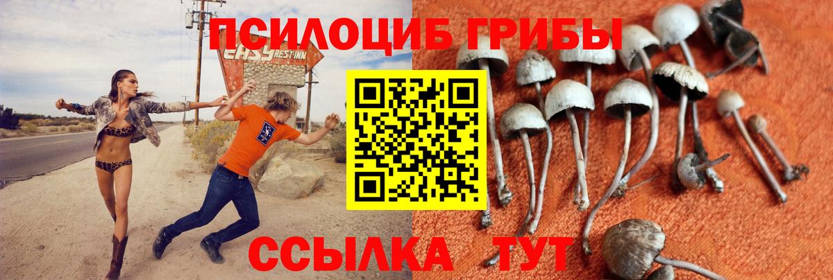 Галлюциногенные грибы Psilocybe Аша